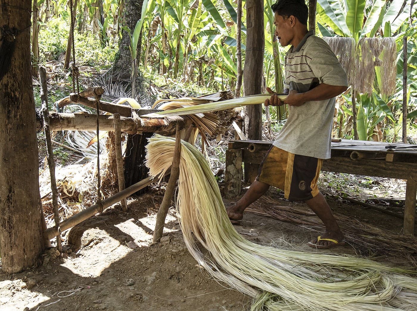 Abaca Fibre: Leaf Sheaths Tuxied and Hand-Stripped
