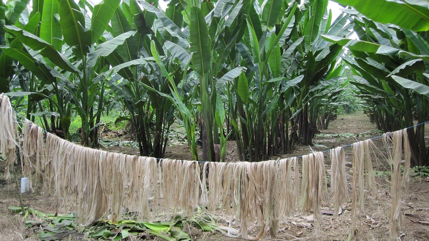 Abaca Twine: Two-Ply Reverse Wrap from Manila Hemp