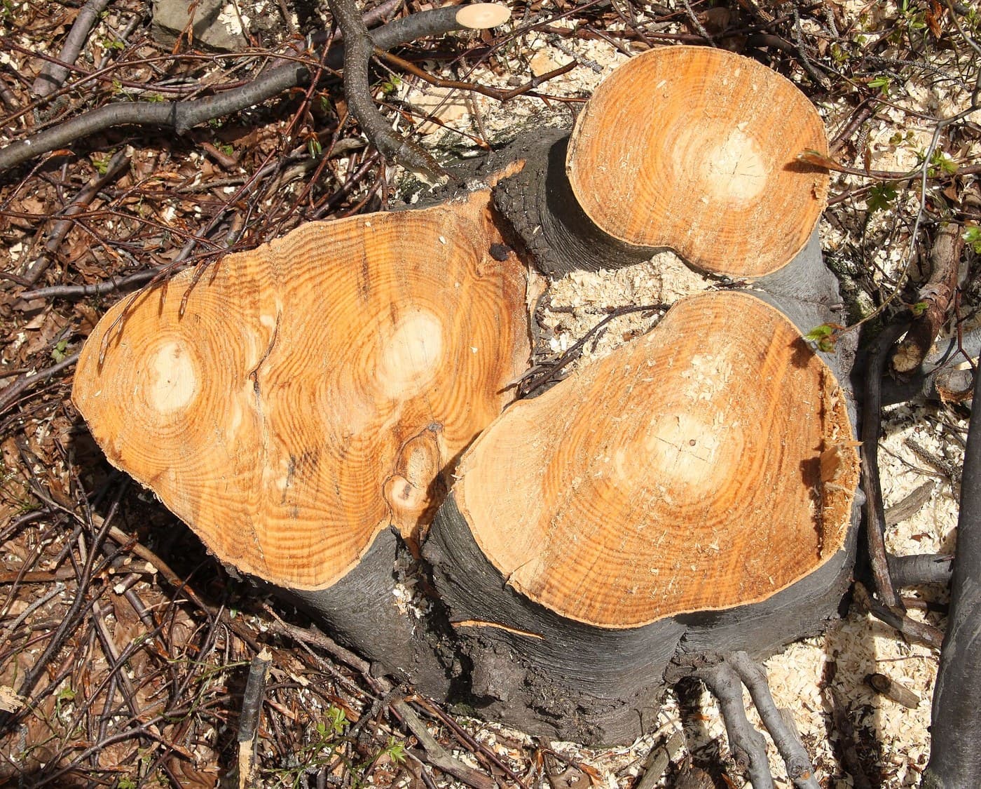 Beech Boards, Milled and Air-Dried