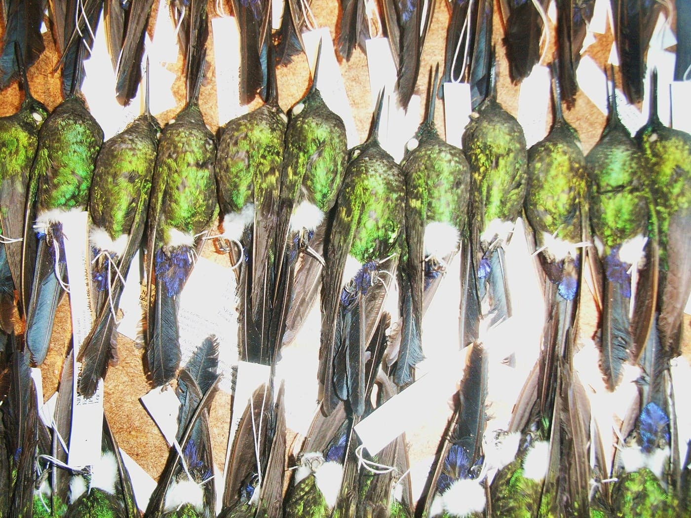 Bird Study Skin