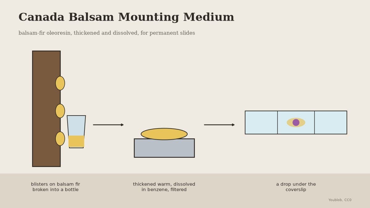 Microscope Mounting Medium: Canada Balsam Dissolved in Benzene