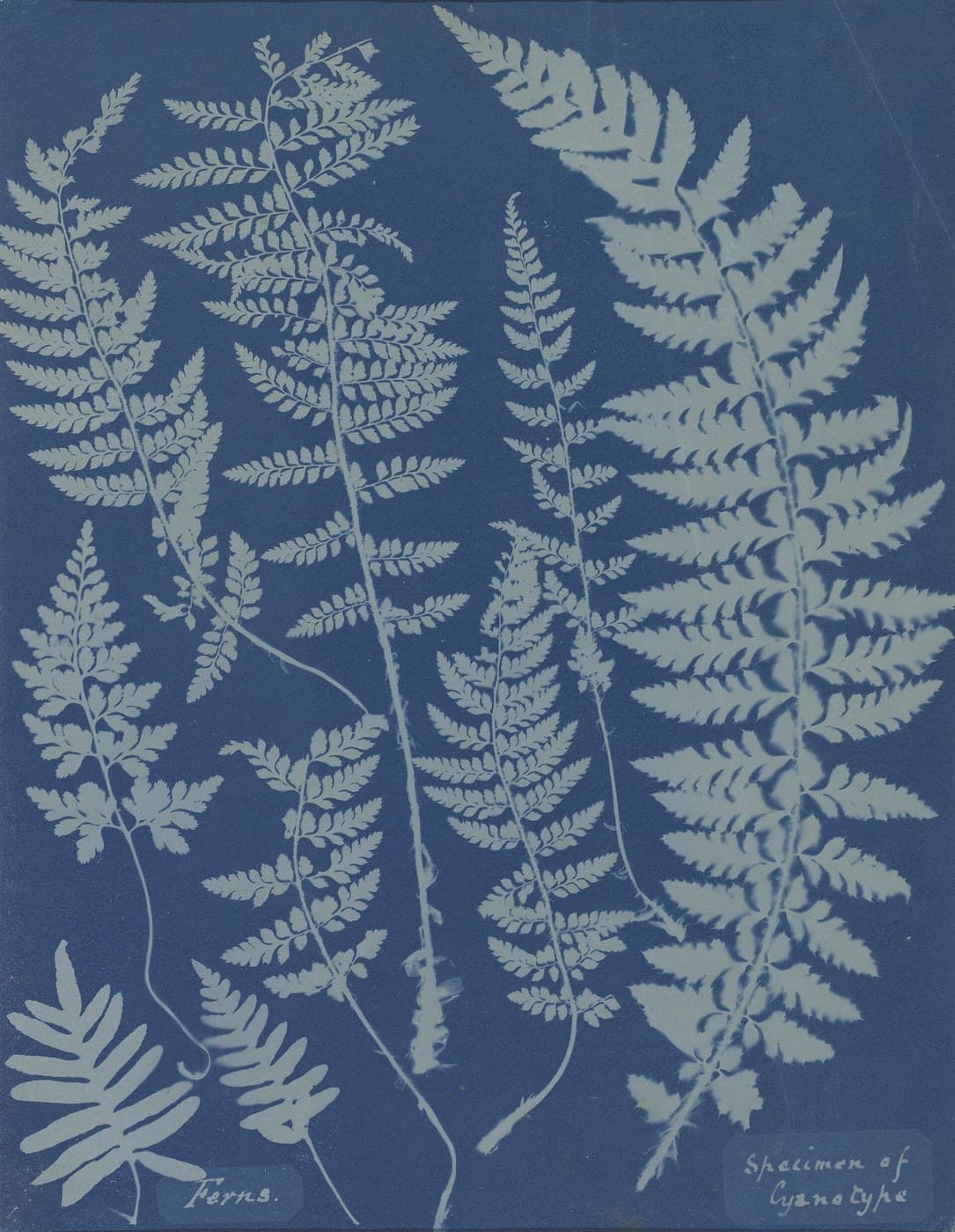 Cyanotype Print