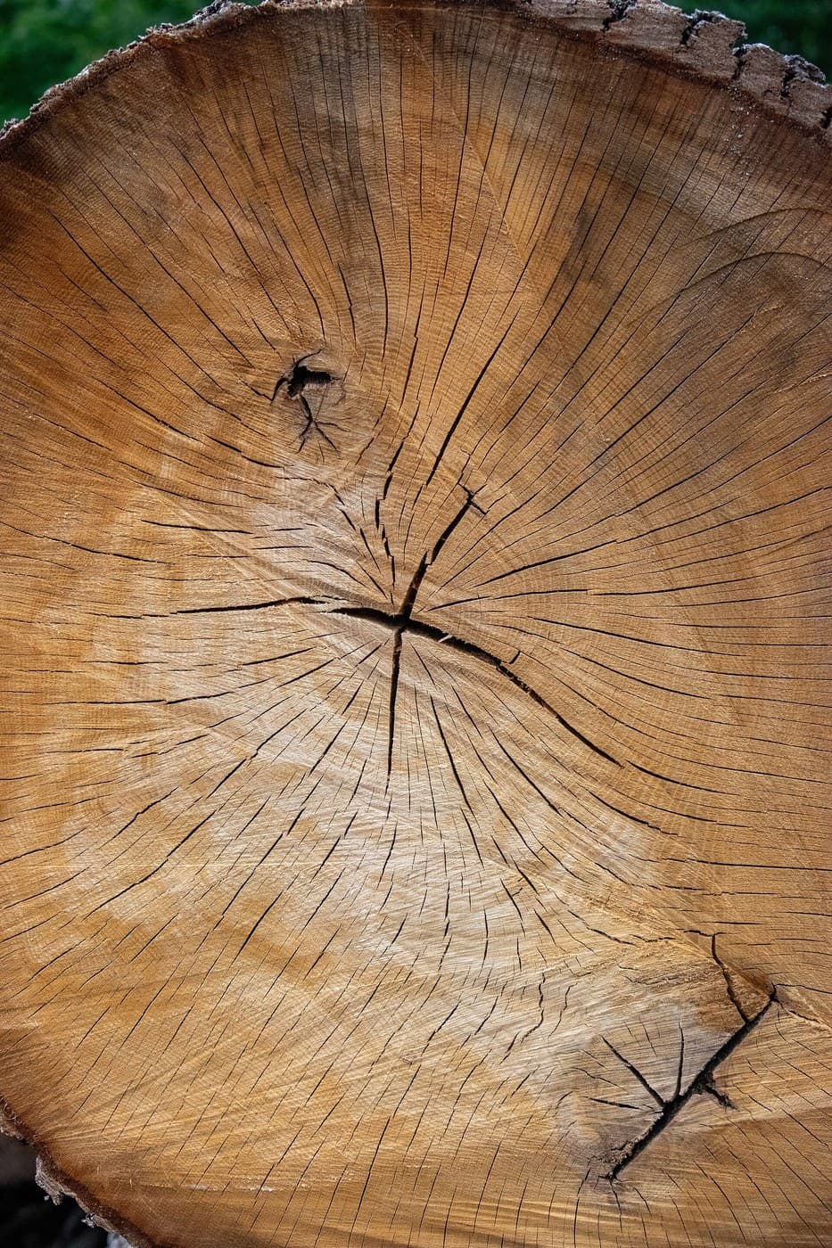 Dendrochronology