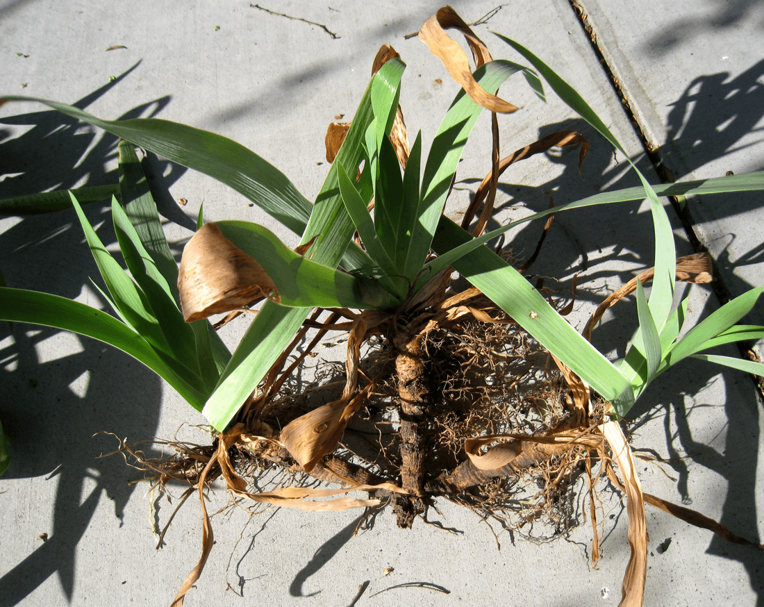 Dividing Rhizomes — Cutting Up the Creeping Stem