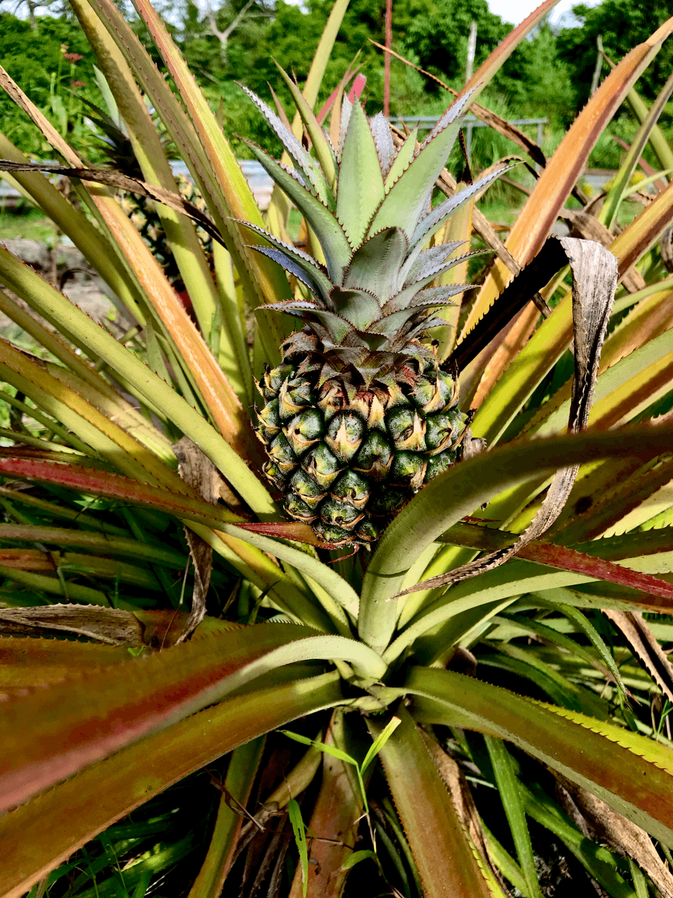 Growing a Pineapple from its Crown — Rooting the Leafy Top