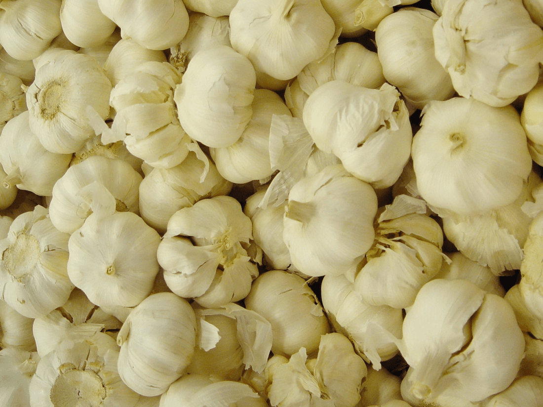 Growing Garlic from Cloves — Cloning a Bulb Without Seed