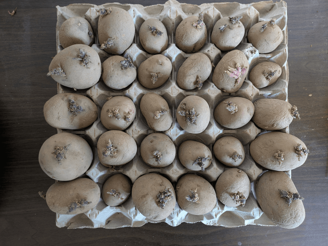 Growing Potatoes from Tubers — Planting the Eyes