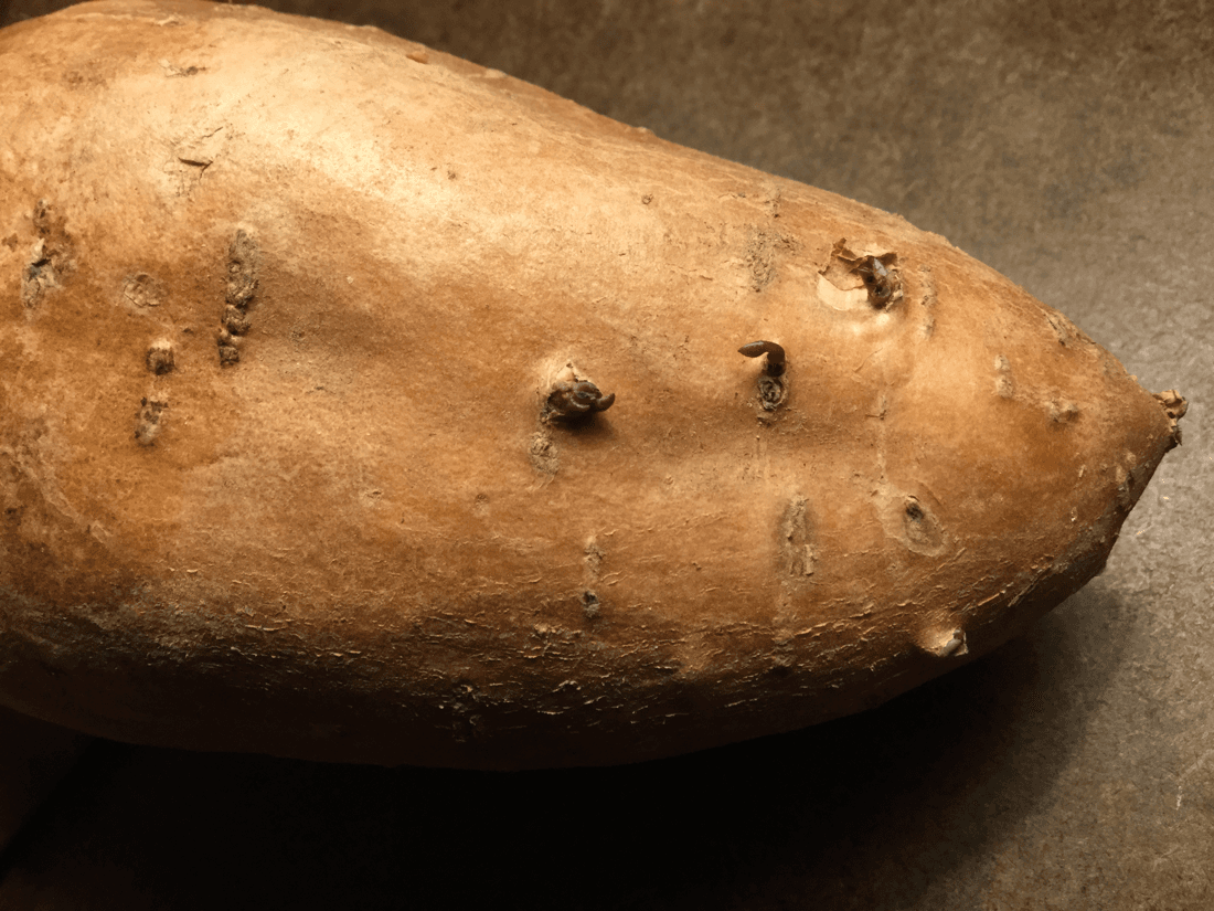 Growing Sweet Potato Slips — Sprouting a Root into Many Plants