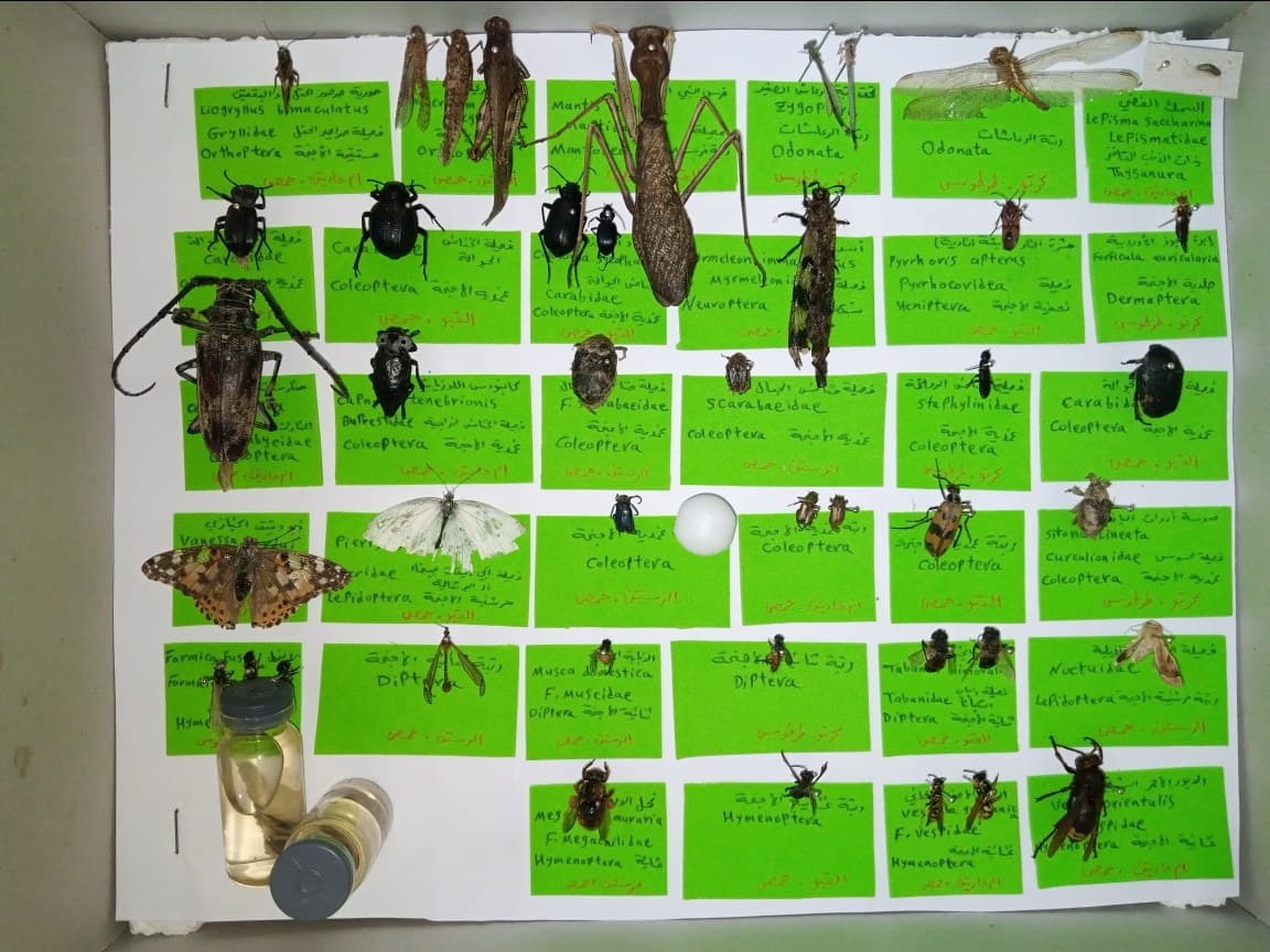 Insect Pinning and Spreading Board