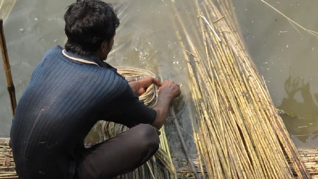 Jute Fibre Retted in Running Water and Stripped by Hand