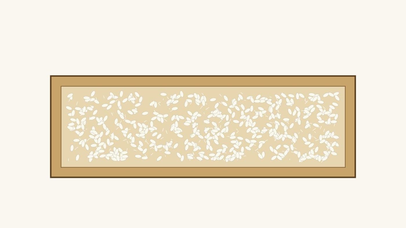 Koji Rice: Steamed Rice Grown with Aspergillus oryzae for Two to Three Days