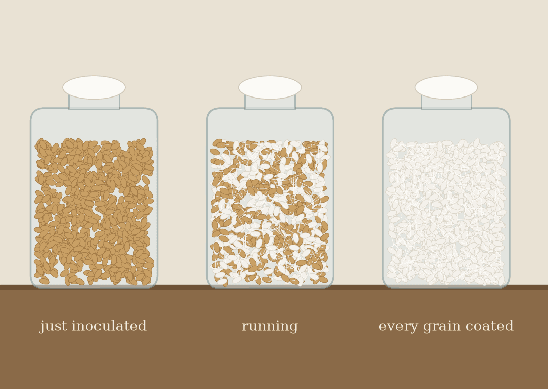 Mushroom Grain Spawn: Sterile Wheat Overgrown with Mycelium, Sinden 1932