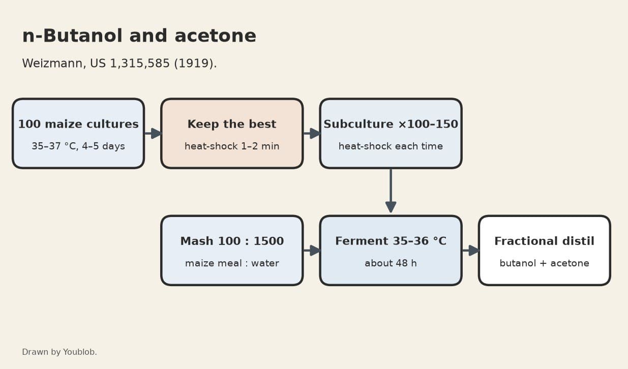 n-Butanol and Acetone: Maize Mash Fermented by Weizmann's Bacteria