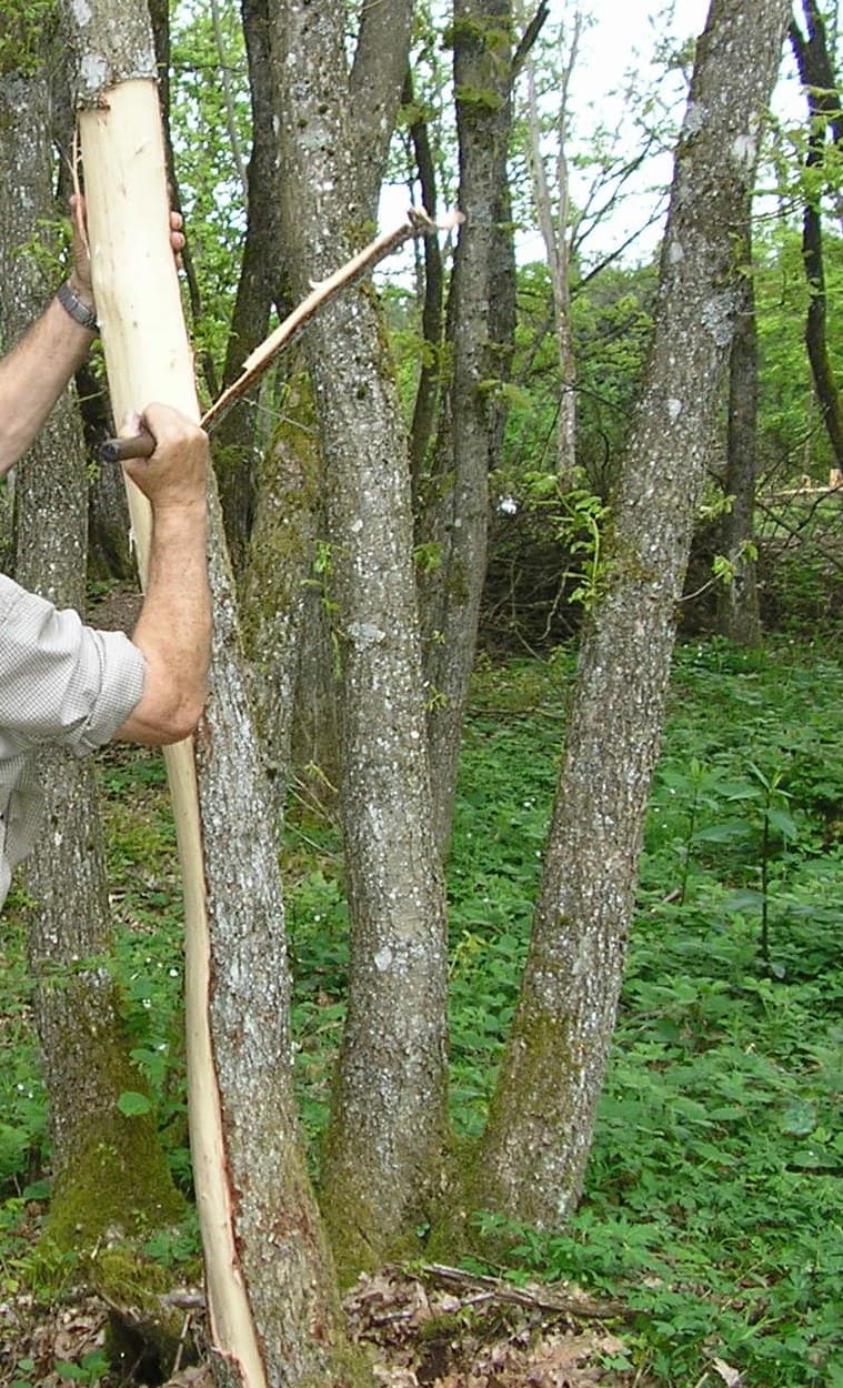 Oak Tanbark Peeled in Spring, Dried and Ground