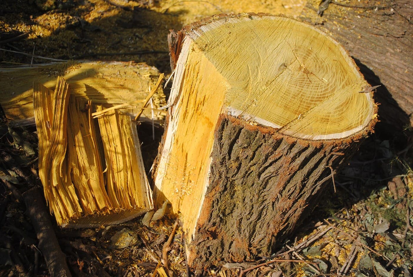 Osage Orange Chips: Yellow Heartwood Chipped for the Dyer