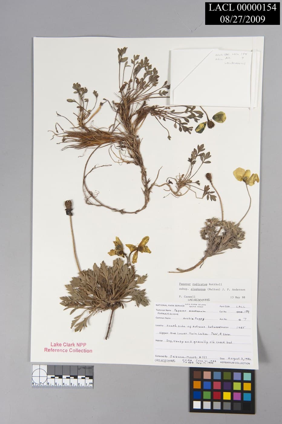 Pressed Flowers