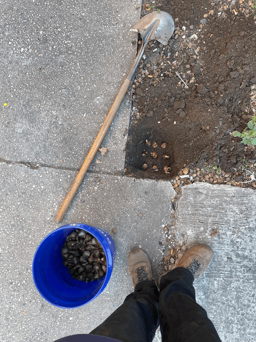 Propagating Bulbs from Offsets — Splitting the Daughter Bulbs