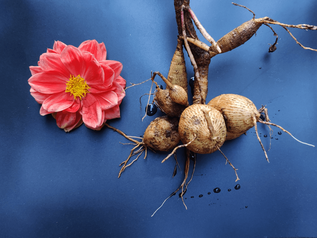 Propagating Plants by Division — Splitting a Clump