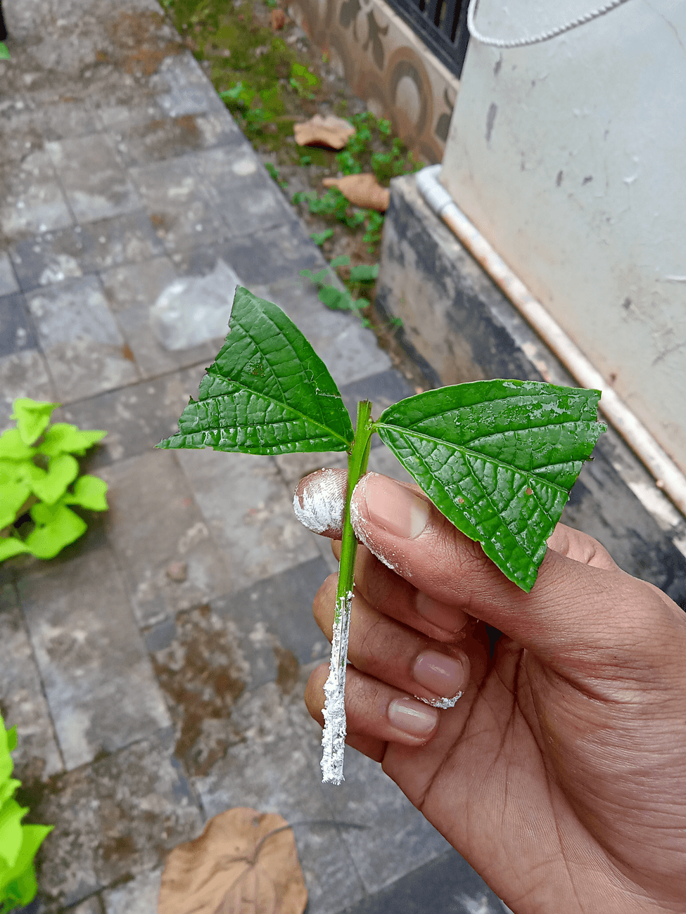 Propagating Plants from Cuttings — Rooting a Snip into a New Plant