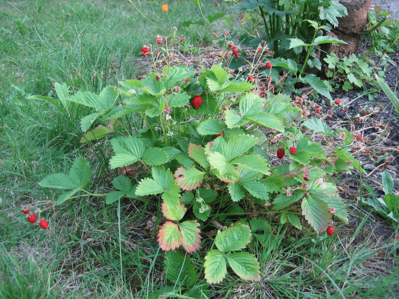 Propagating Strawberries from Runners — The Plant That Layers Itself