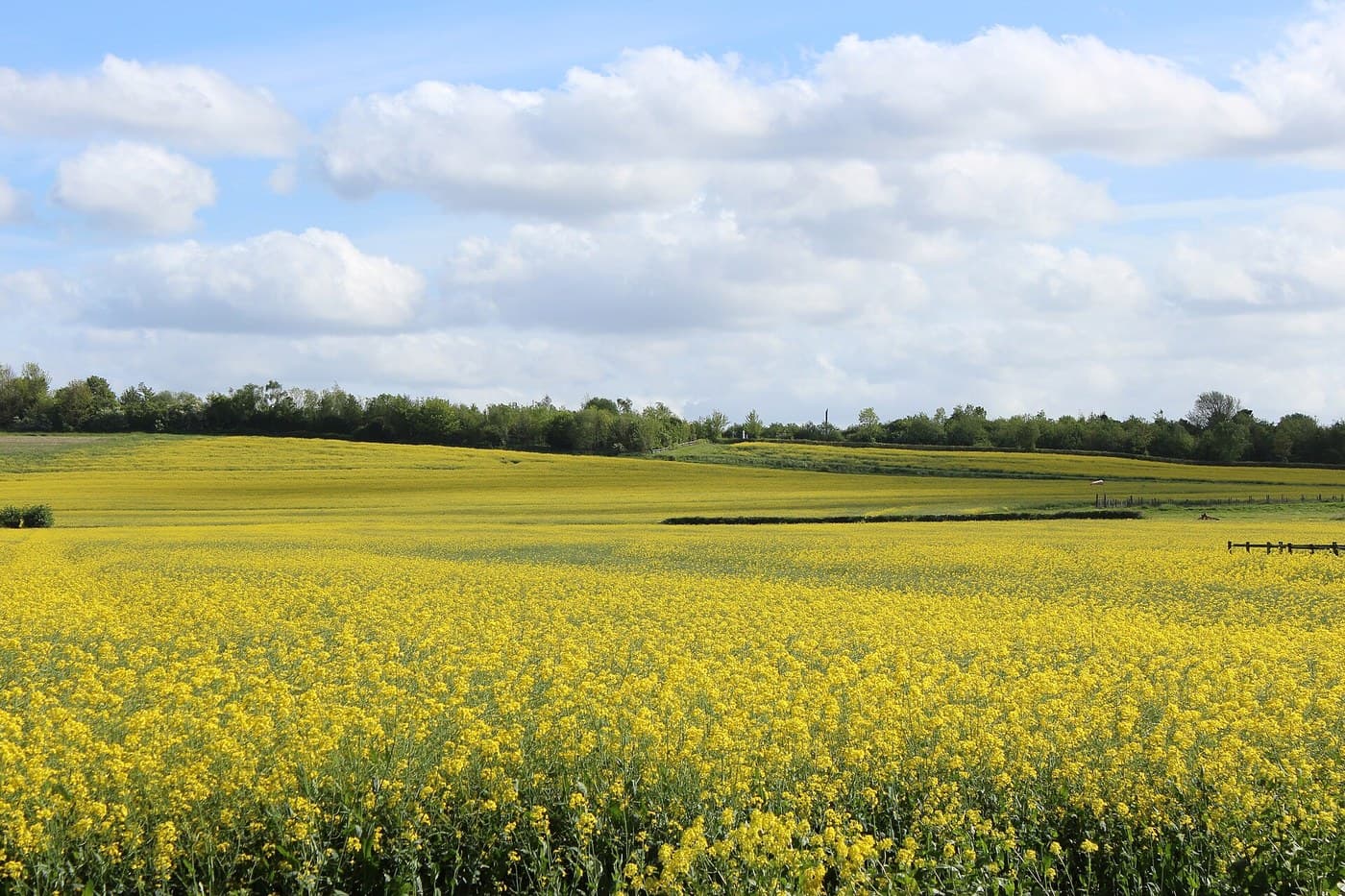 Rapeseed (Colza) Oil: Ripened, Threshed and Pressed