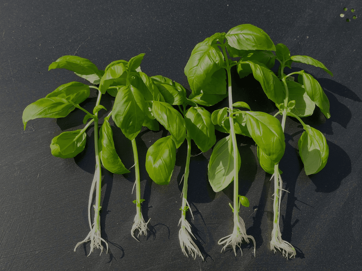 Rooting Kitchen Herbs in Water — A Free Herb Garden from a Supermarket Bunch