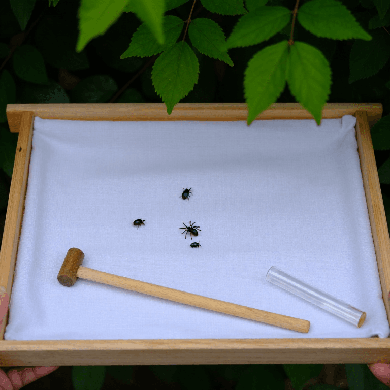 Sampling Invertebrates: Pitfall Traps and the Beating Tray