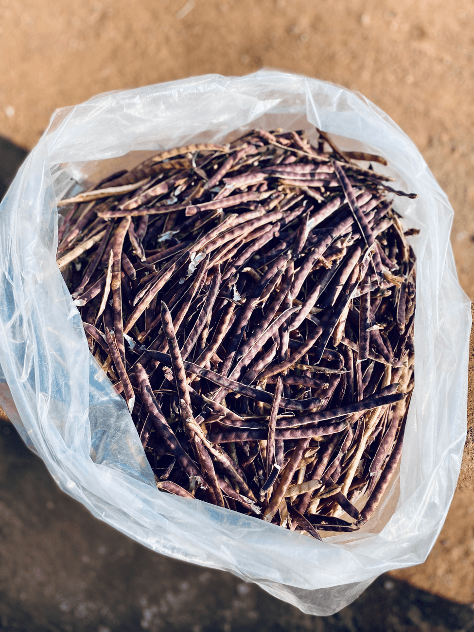 Saving Bean and Pea Seeds — The Easiest First Seed to Save
