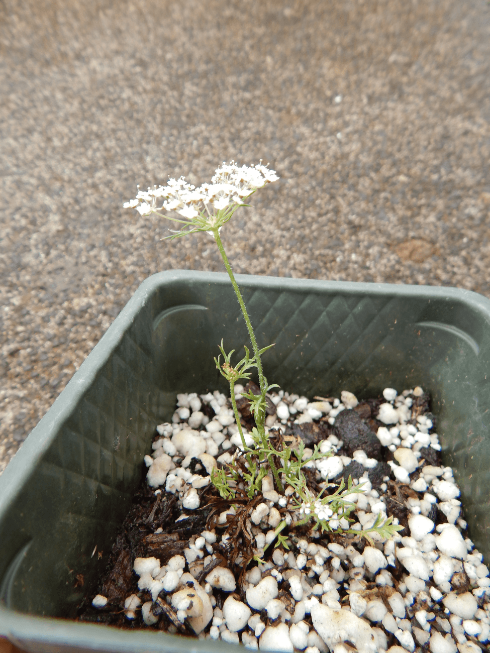 Saving Carrot Seeds — The Two-Year Biennial
