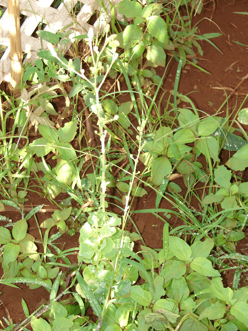 Saving Lettuce Seeds — Letting the Leaf Crop Bolt