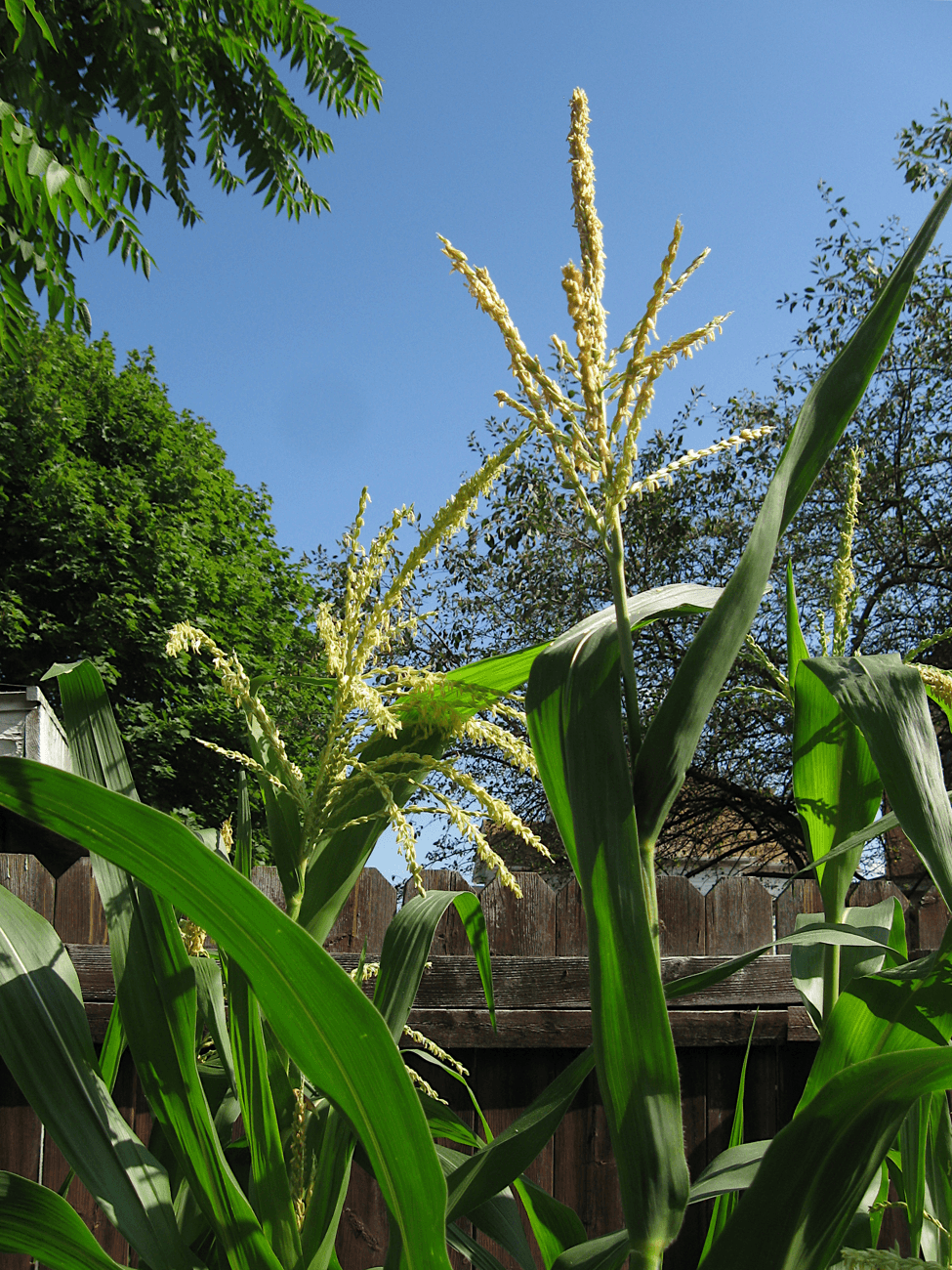 Saving Maize Seeds — The Wind-Pollinated Outbreeder