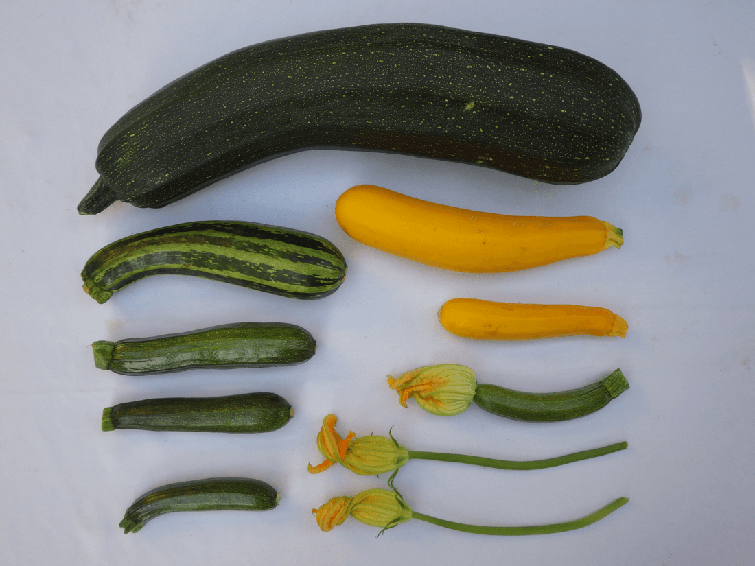 Saving Squash Seeds — Hand-Pollination to Keep Them Pure