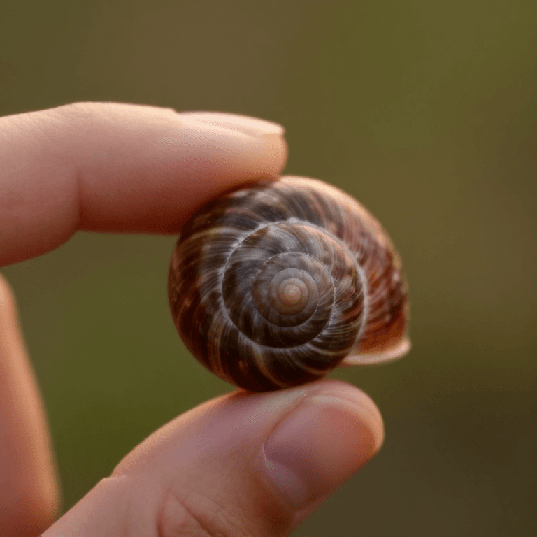 The Number e — Grow Money and Meet the Constant of Change