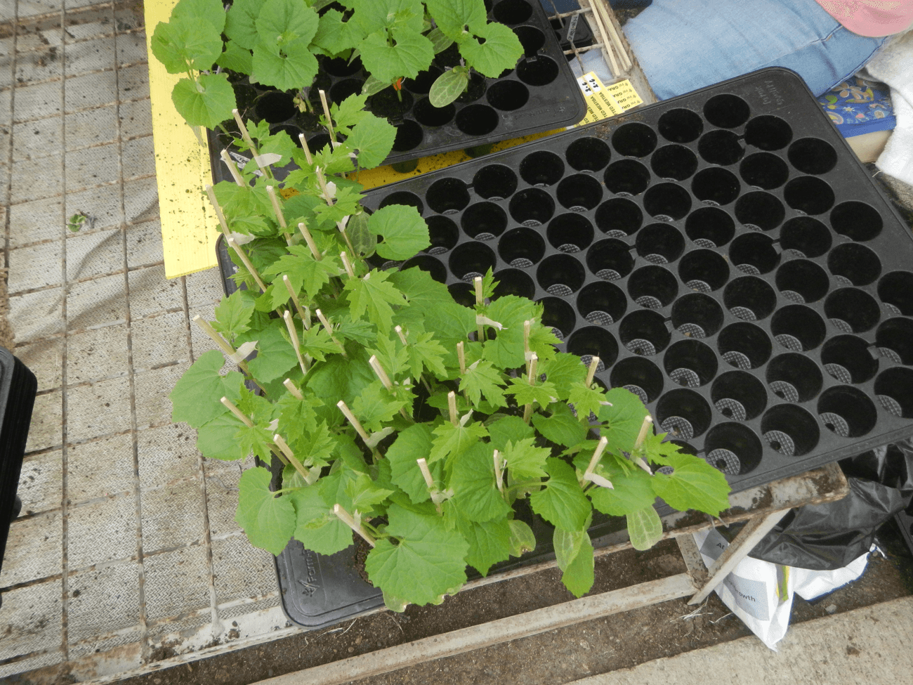 Starting Seeds Indoors — Raising Seedlings for a Head Start