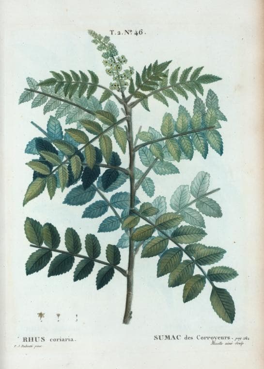 Sumac Leaves: Cut, Dried and Ground for Tanning and Dyeing