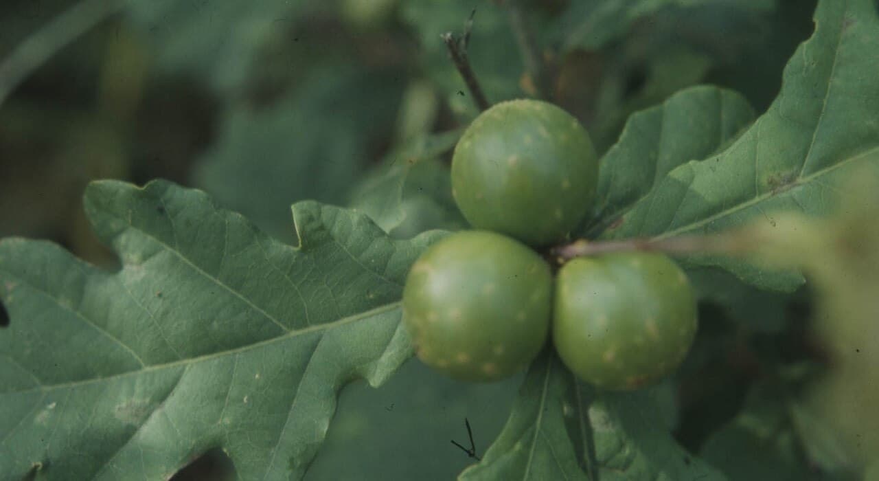 Tannin Mordant Extracted from Oak Galls