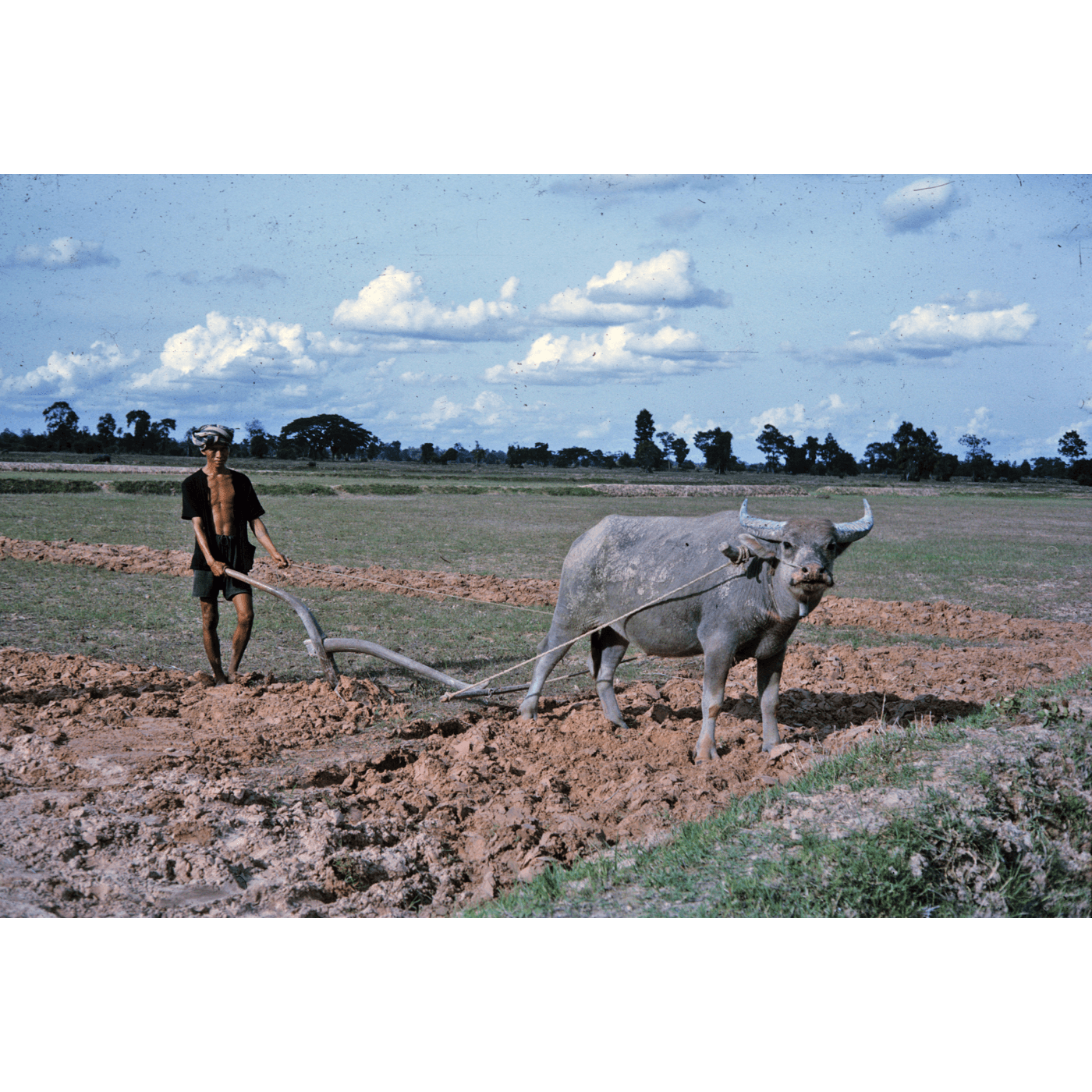 Thai (arado tailandês de búfalo) — um timão de curva natural, rabiça, relha fixada com laca à soleira, canga de pescoço e canga pequena, puxado por um búfalo