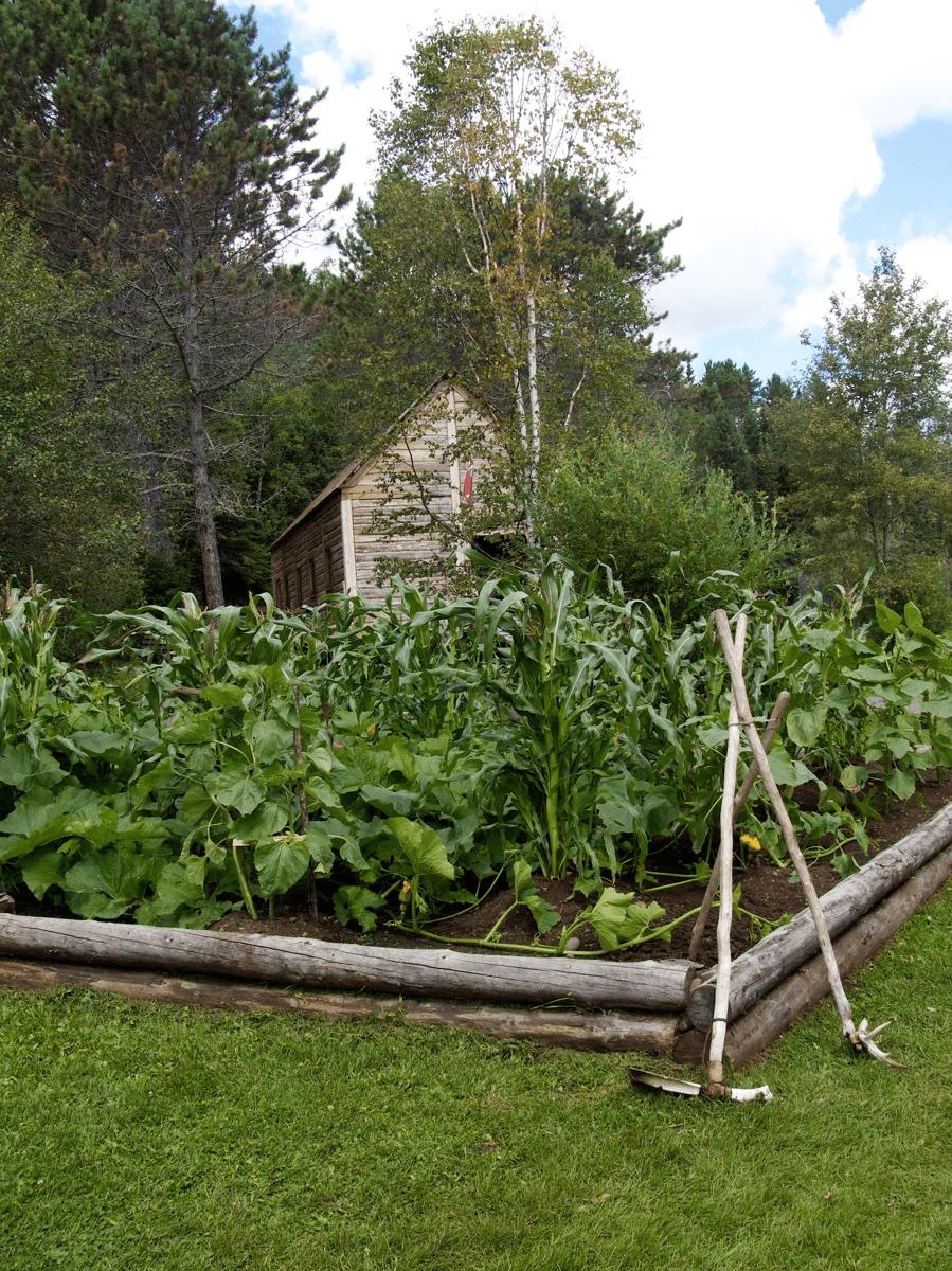 The Three Sisters — Growing Maize, Beans and Squash Together