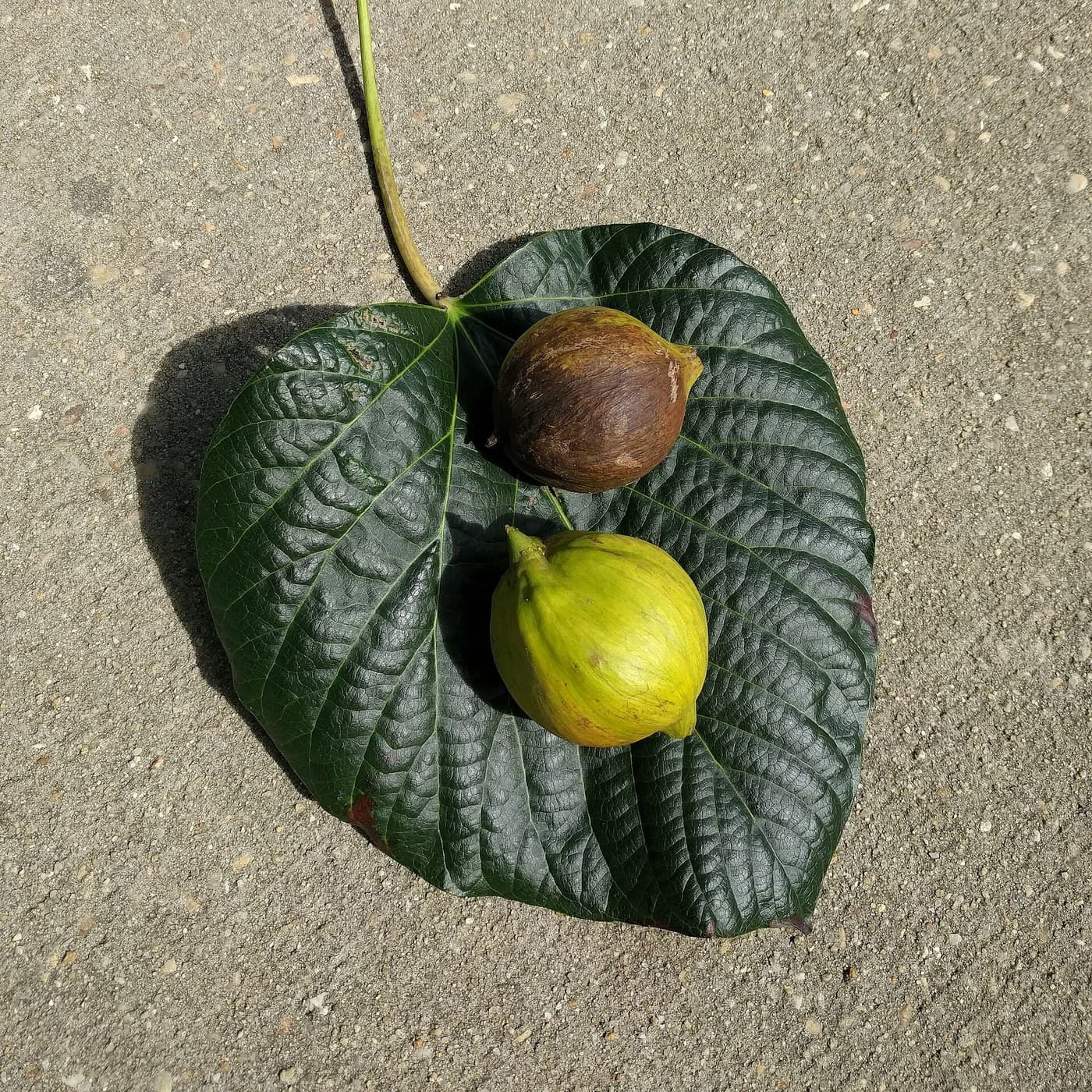 Tung Oil Pressed from the Seeds of Tung Nuts
