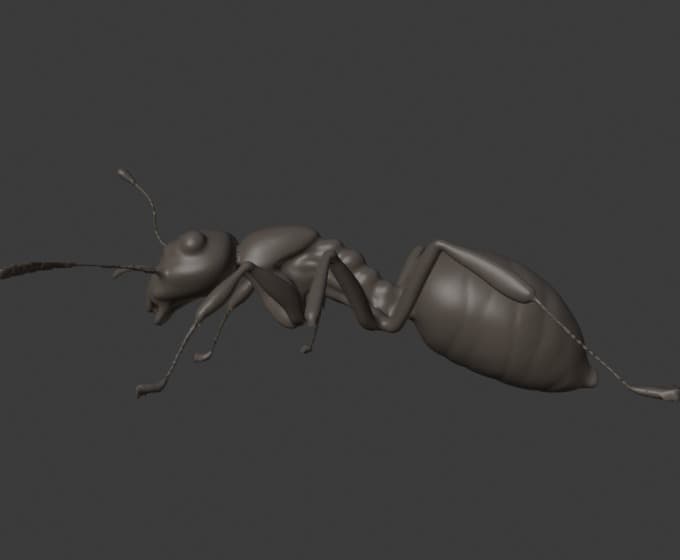 Black Garden Ant (Lasius niger)