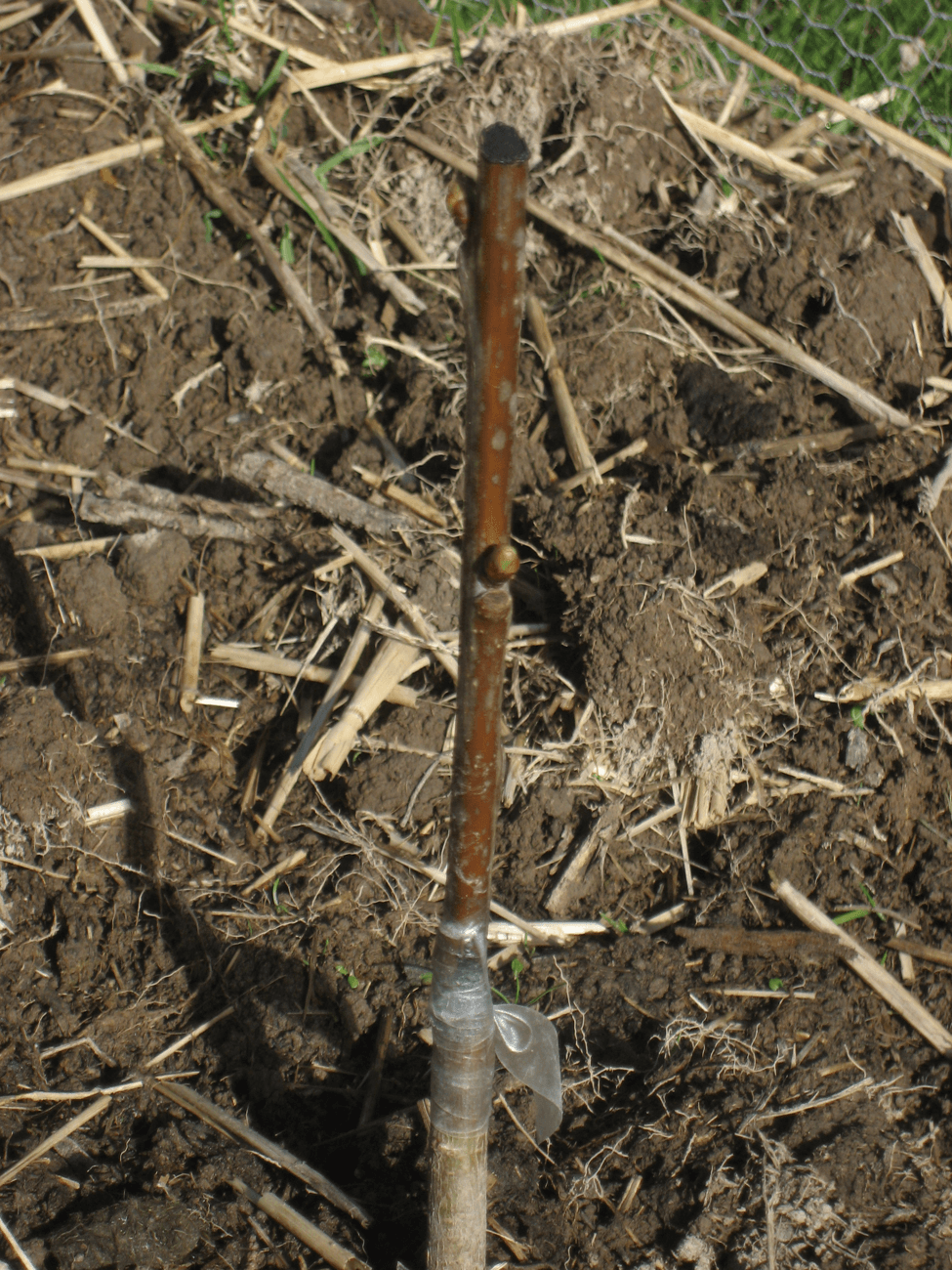 Grafting — Joining a Scion onto a Rootstock