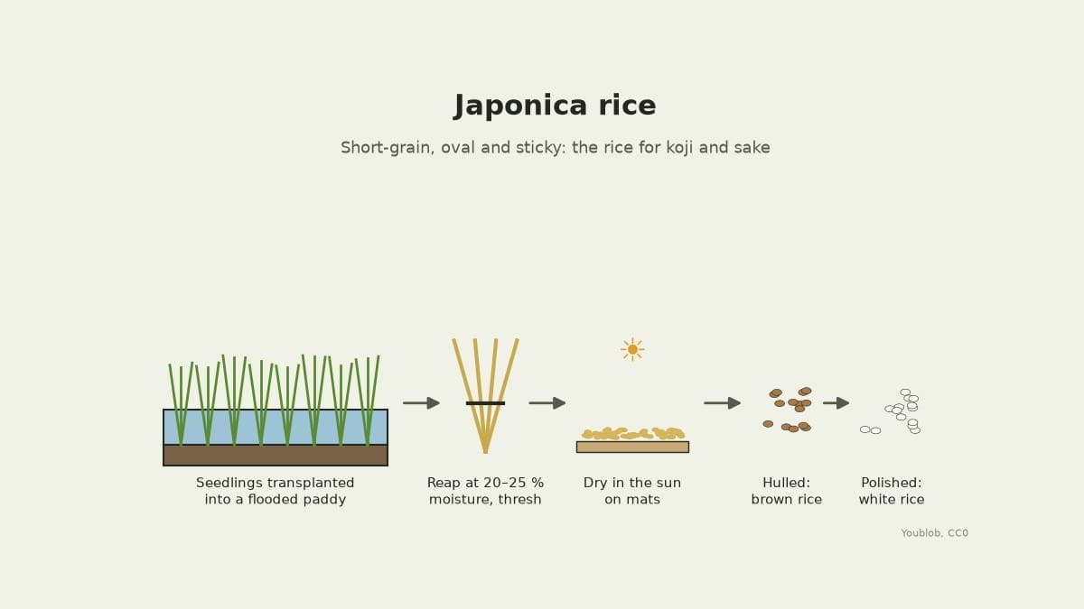Japonica Rice Grown in a Flooded Paddy, Hulled and Polished