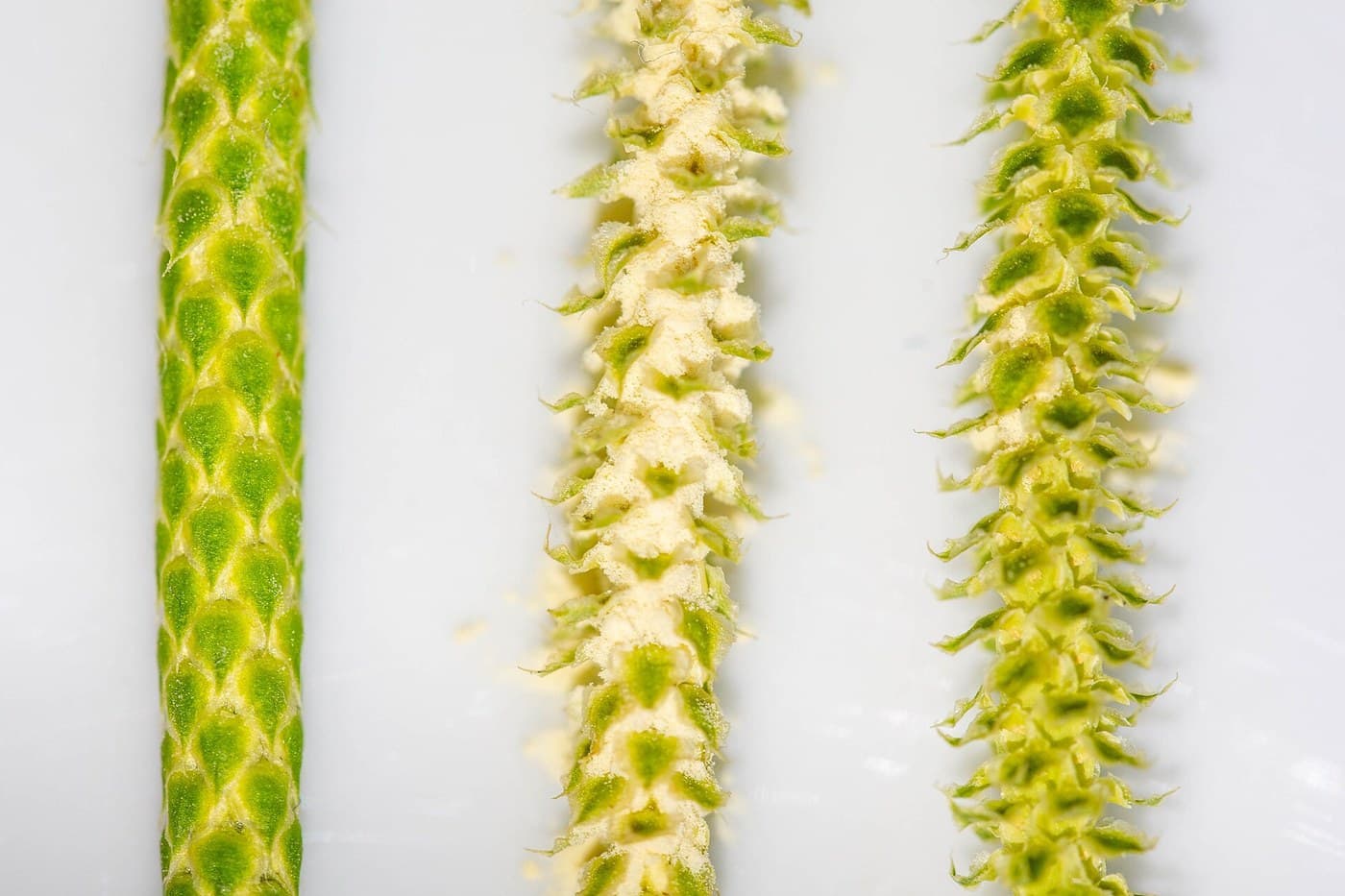 Lycopodium Powder: Spores Shaken from Dried Clubmoss Cones