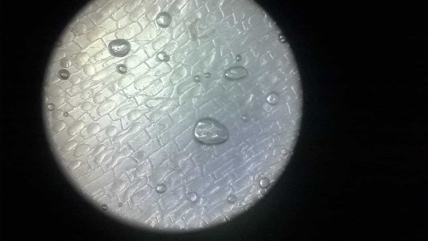 Osmosis and Plasmolysis