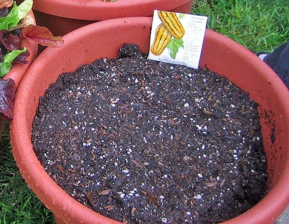 Seed Compost: John Innes Mix with Oven-Sterilised Loam