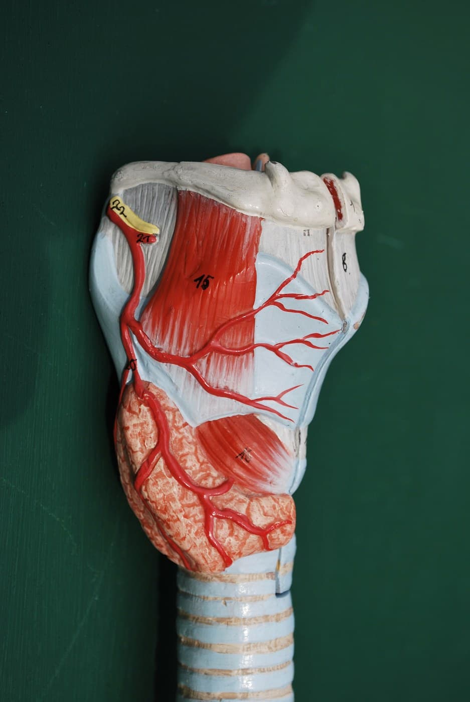 The Larynx Model
