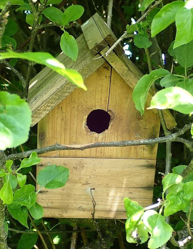 The Nest Box