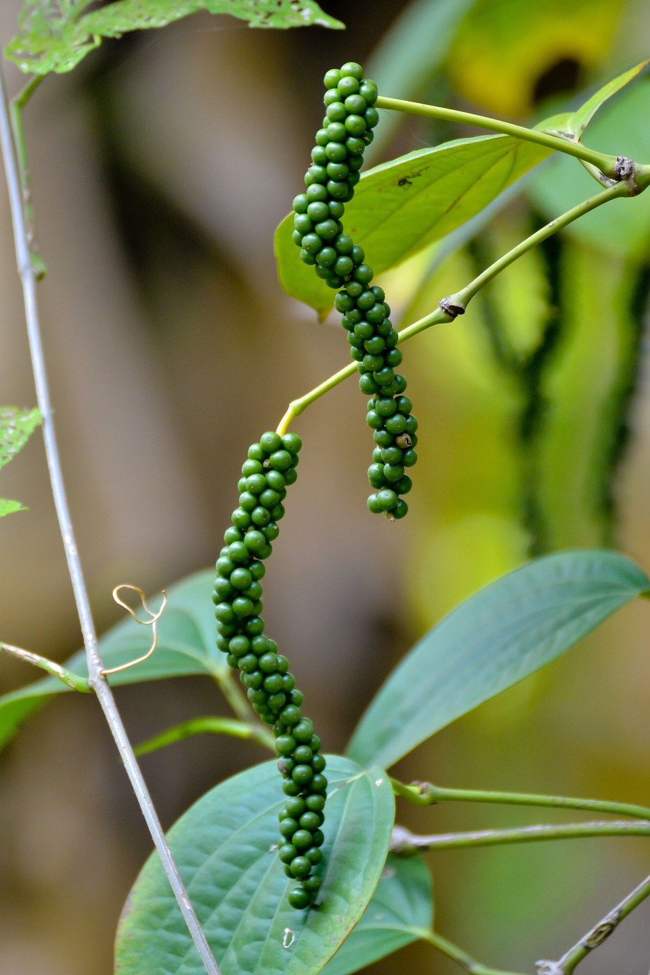 Black Peppercorns: Green Pepper Blanched and Sun-Dried