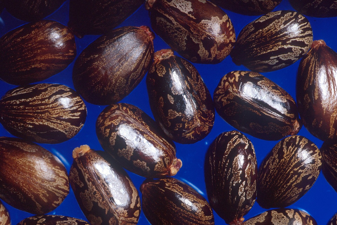 Castor Oil: Hulled Castor Beans Pressed Cold, then Steamed and Filtered