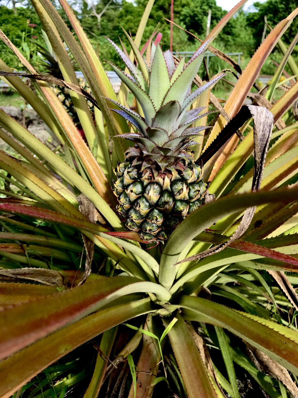 Growing a Pineapple from its Crown — Rooting the Leafy Top